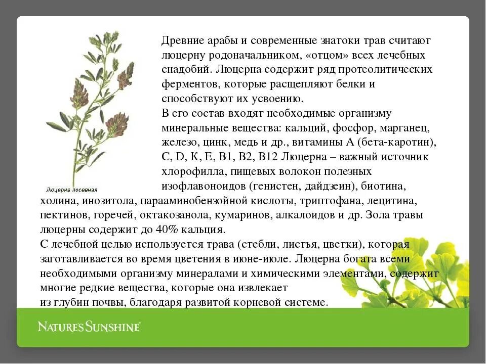 Как посеять люцерну вручную в домашних. Люцерна Полевая. Люцерна полезные. Люцерна посевная, трава.. Люцерна характеристика растения.