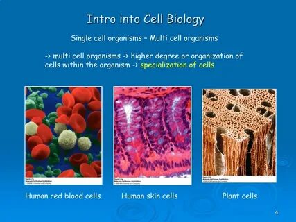 Grade biology