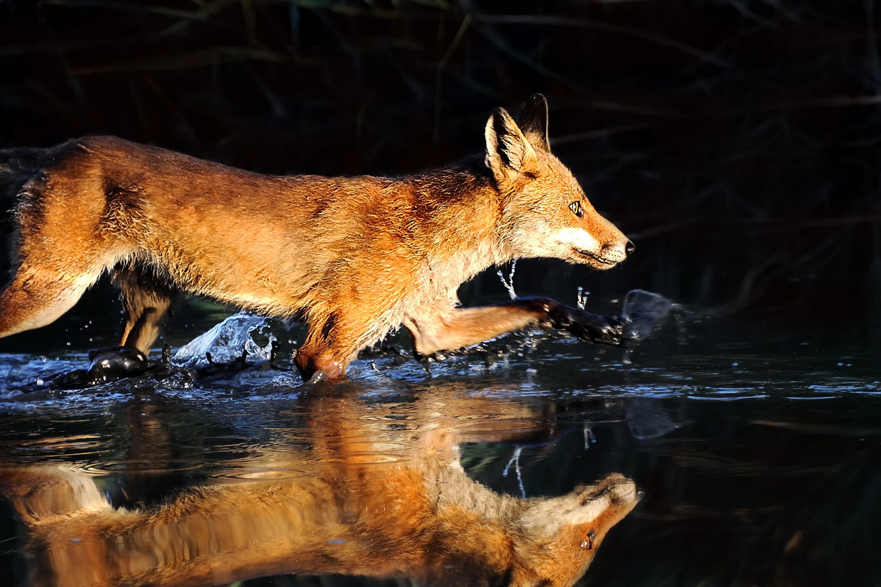 Лиса повадки. Что не умеет делать лиса. Что умеет лиса. Как зимуют лисы. Что делают лисицы.
