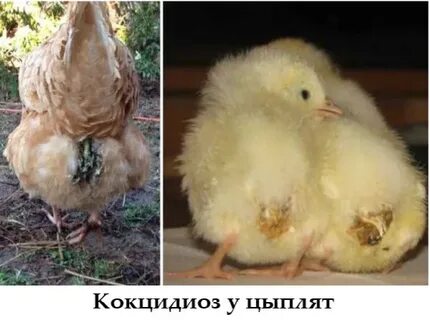 Куры открывают рот и вытягивают шею