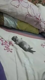 Мем наелся