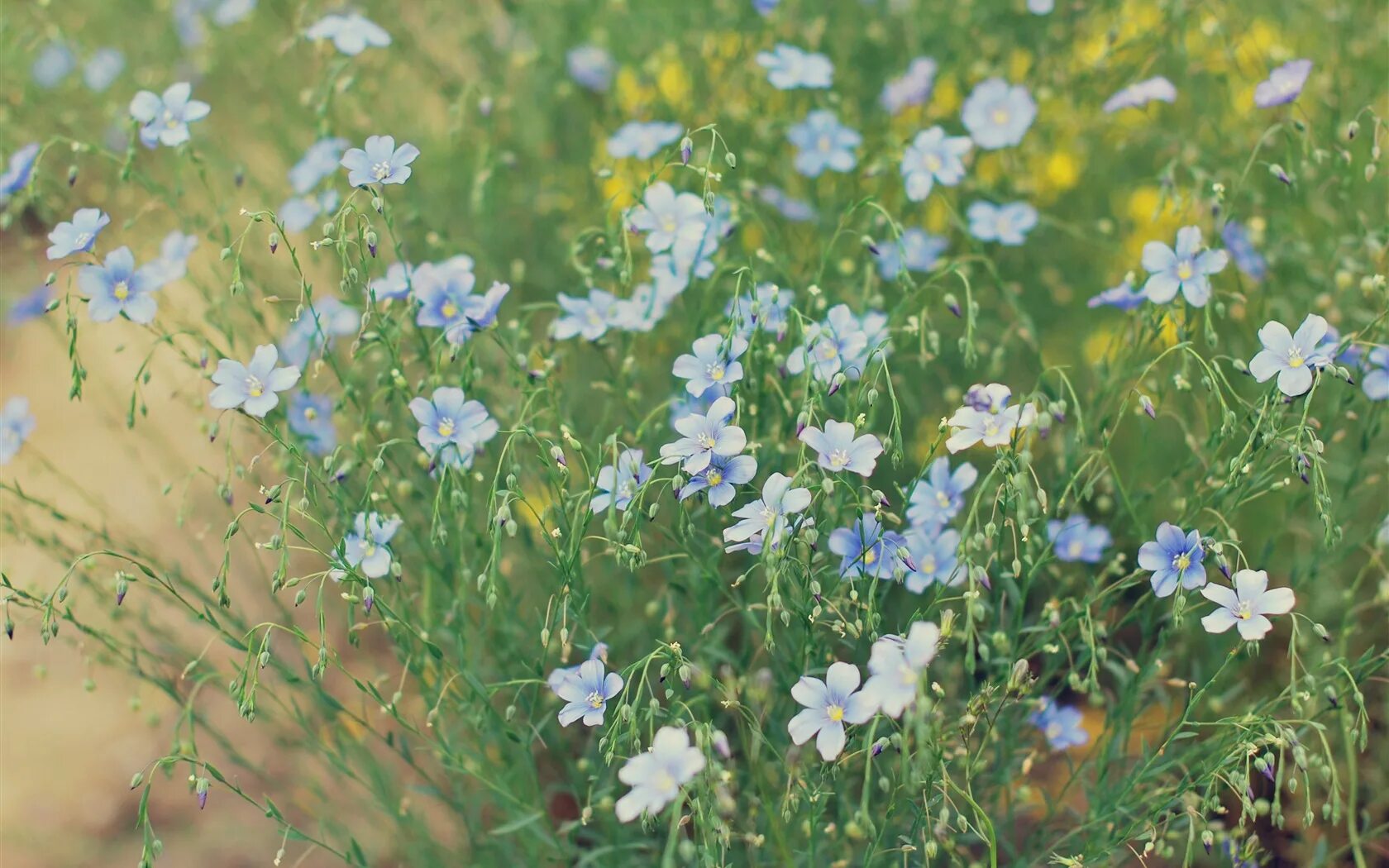 Лен луговой. Лен полевое растение. Лен полевое растение. Лютики голубые полевые цветы. Лен полевое растение.