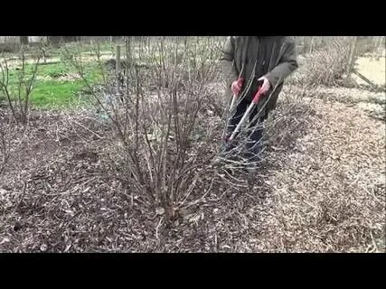 Как обрезать голубику осенью