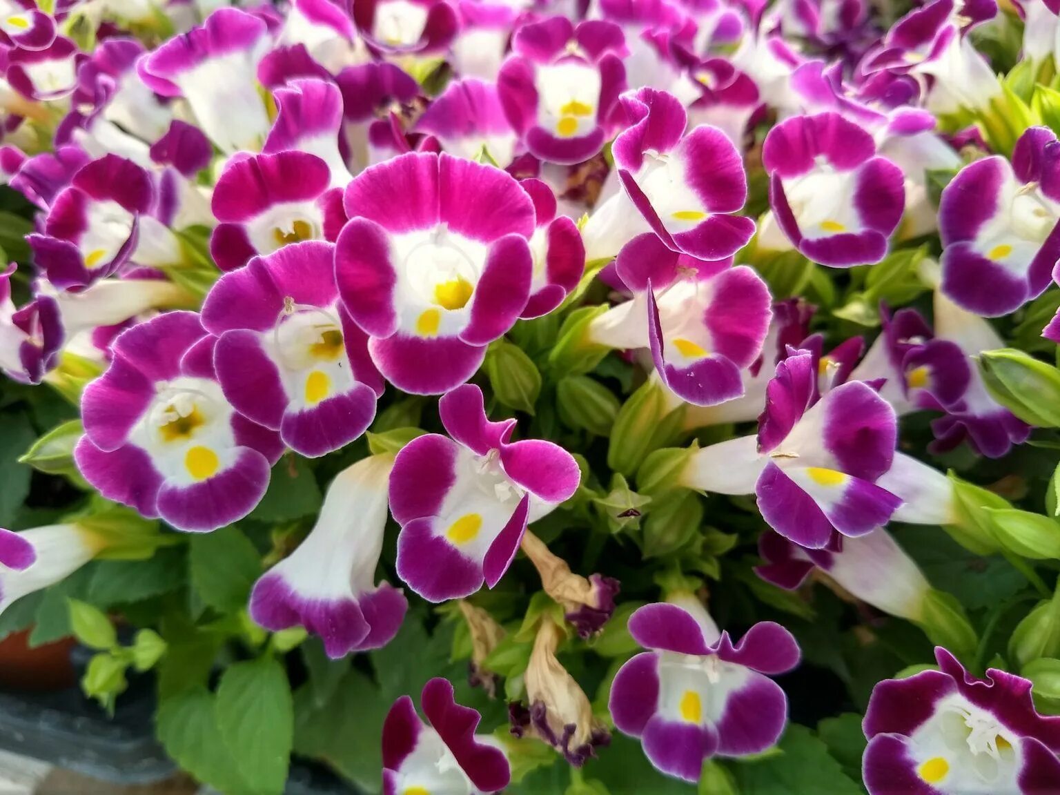 Торения каваи бургунди. Торения каваи блю вайт. Торения черничная. Торения черничная. Торения кауай лимонный леденец.