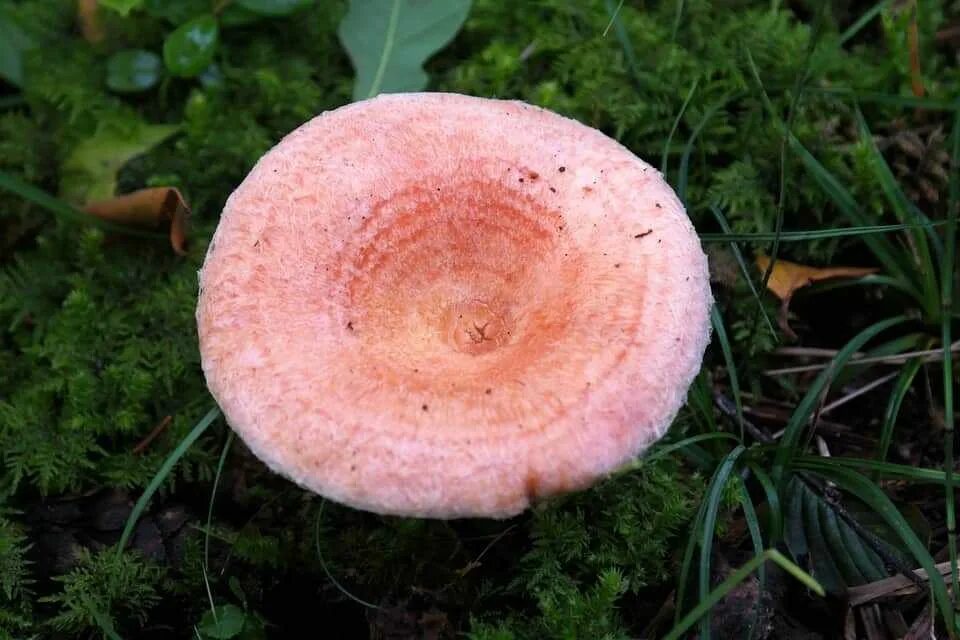 Черный рыжик. Lactarius torminosus – волнушка. Гриб волнушка розовая. Волнушка розовая Lactárius torminósus. Волнушка розовая ( Lactarius torminosus.