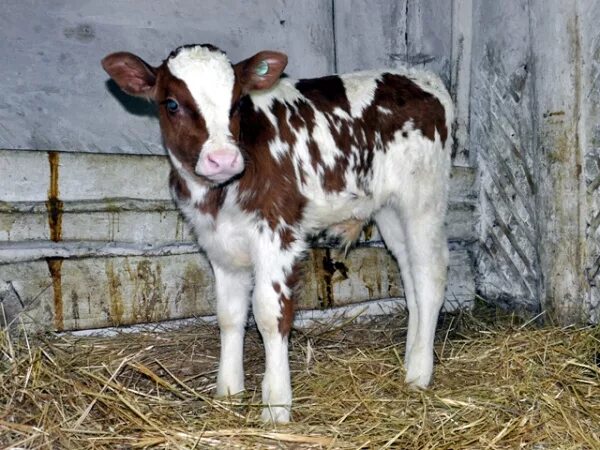 Племзавод красный октябрь волгоградской области. Молодняк крс симментальской породы. Село красный клин дмитриевский район курская область. Бычки курская область. Заболевания крс на фидлотах.