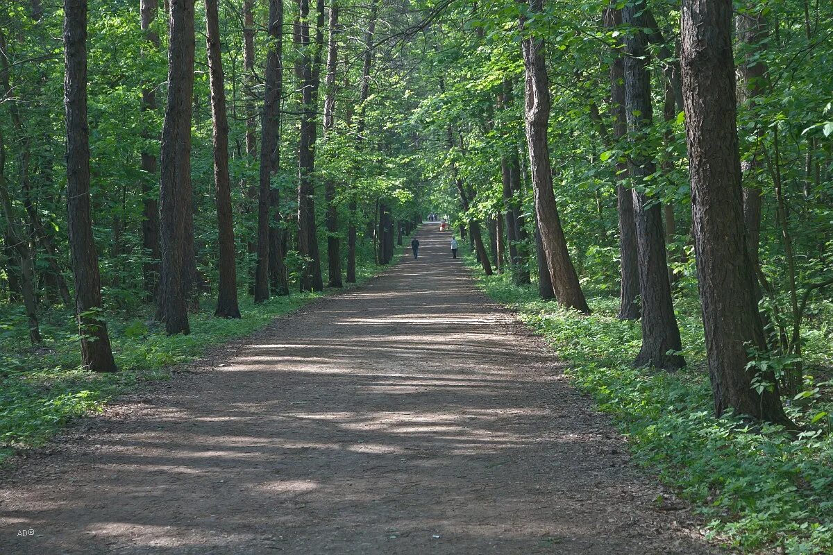 Лосиноостровский парк купить. Лосиноостровский парк. Лосиноостровский парк Балашиха. Лосиноостровский лес. Лосиноостровский заповедник.