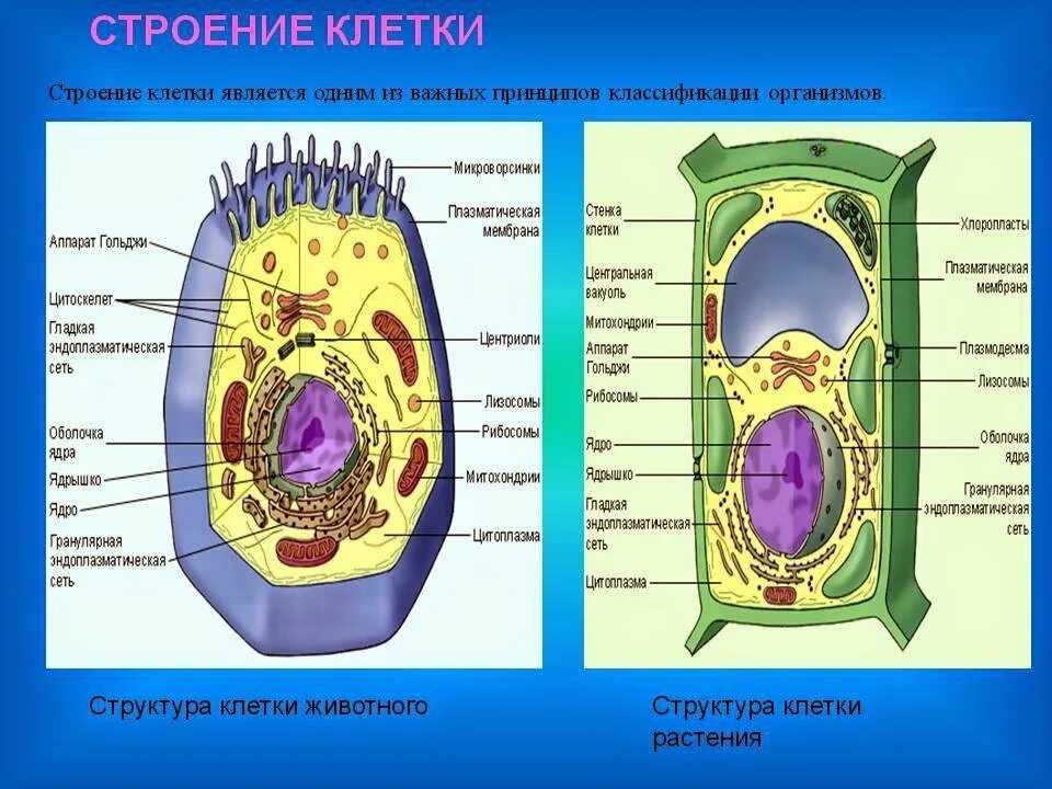 Строение и компоненты животной клетки. Биология 11 класс - структура клетки растений. Строение растительной клетки 10-11 класс. Внешнее и внутреннее строение клетки. Изучение растительной клетки