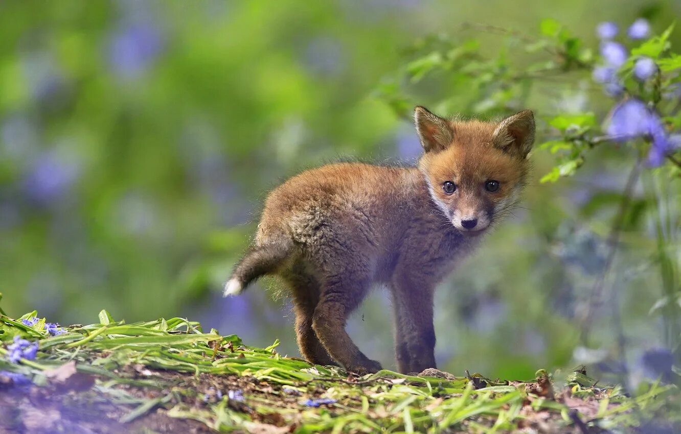 Лиса с зелеными глазами. Зеленая лиса фото. Зубы лисы. Лиса с зелеными глазами. Салатовый лис животное.