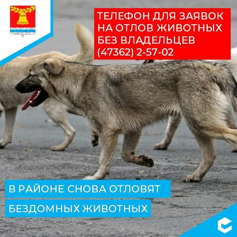 Отлов бродячих животных. Отлов бродячих животных. Куда собак после отлова. Куда собак после отлова. Собаки в приюте в вольерах.