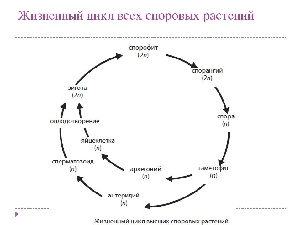 При делении жизненного цикла овощных растений онтогенез. Жизненный цикл растений схема. Цикл развития растений схема. Жизненный цикл споровых растений схема. Цикл развития высших растений схема 15.