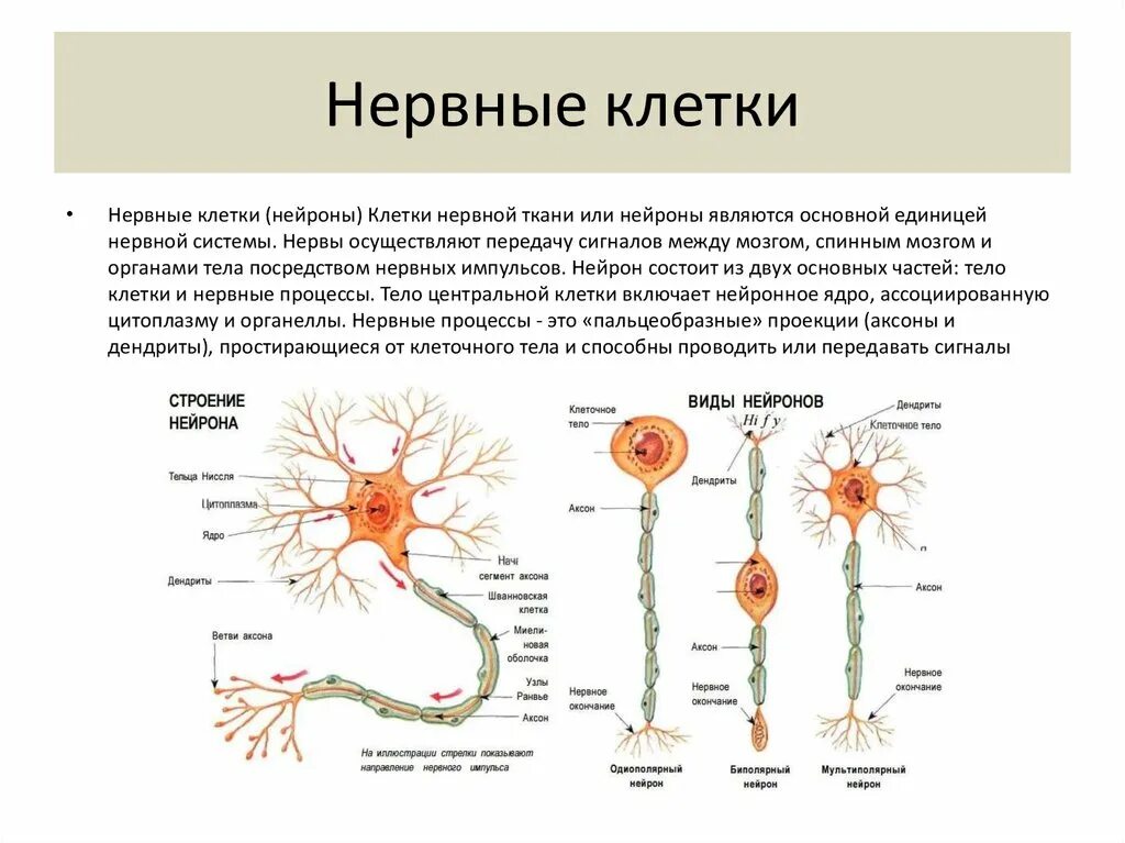 Сколько живет нерв. Нейроны головного мозга строение. Нервная ткань строение нейрона. Строение клетки нервной ткани. Головной мозг нервная ткань нервная клетка.