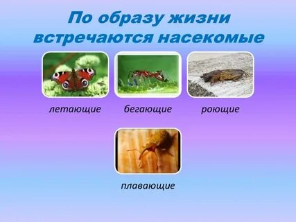 Среда насекомых