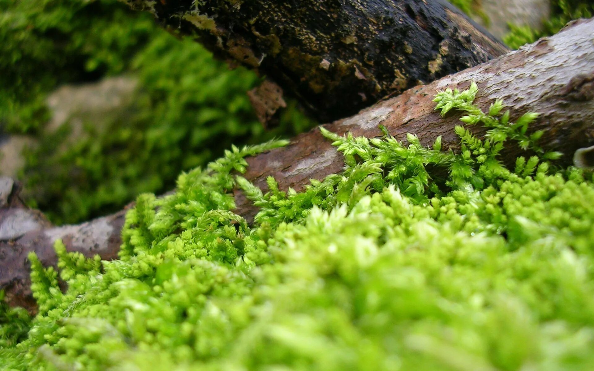 Моховидные. Долина мхов карелия. Мох окси. Сфагнум бурый. Кадом мох.