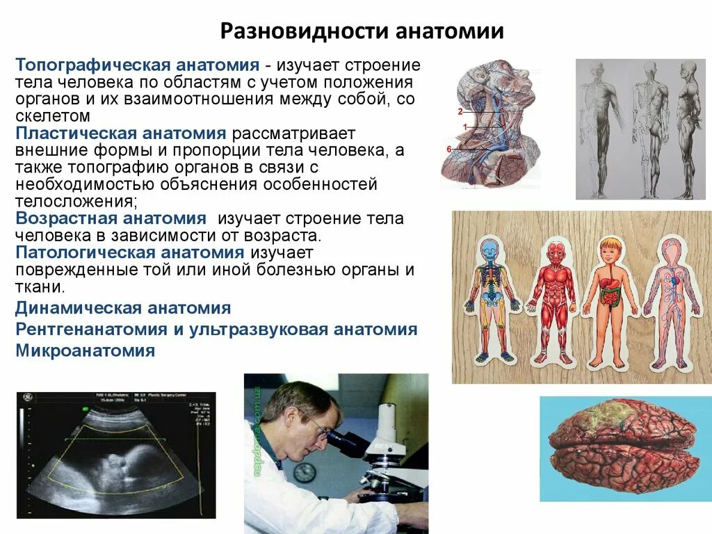 Методы изучающие анатомию. Методы изучающие анатомию