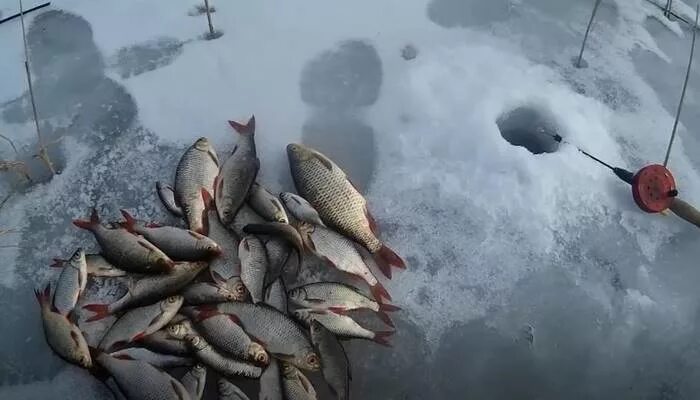 Ловля плотвы в феврале. Февральские рыбы. плотва в феврале. замор плотвы февраль.