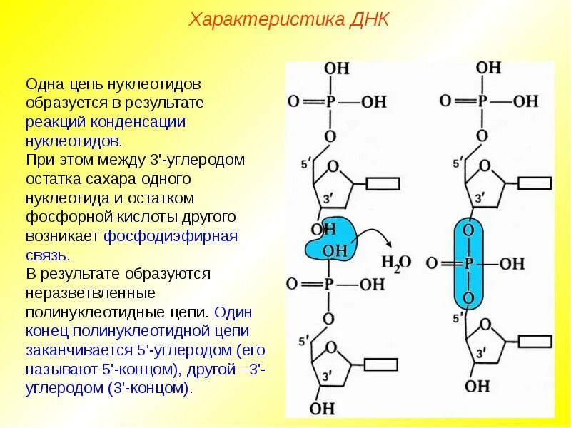 Содержит дезоксирибонуклеиновую кислоту