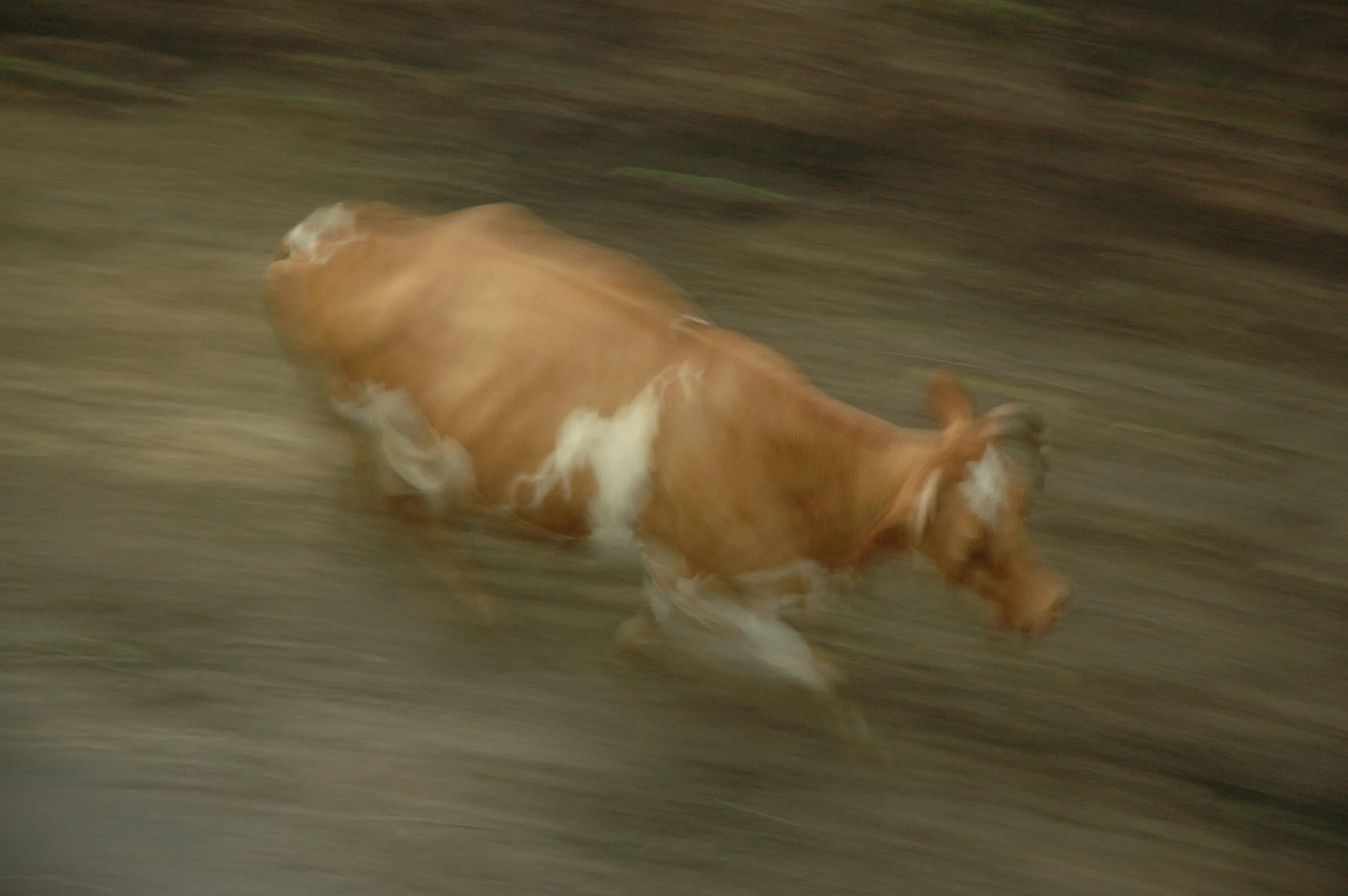 Корова бежит. Корова бегает. Теленок бежит.