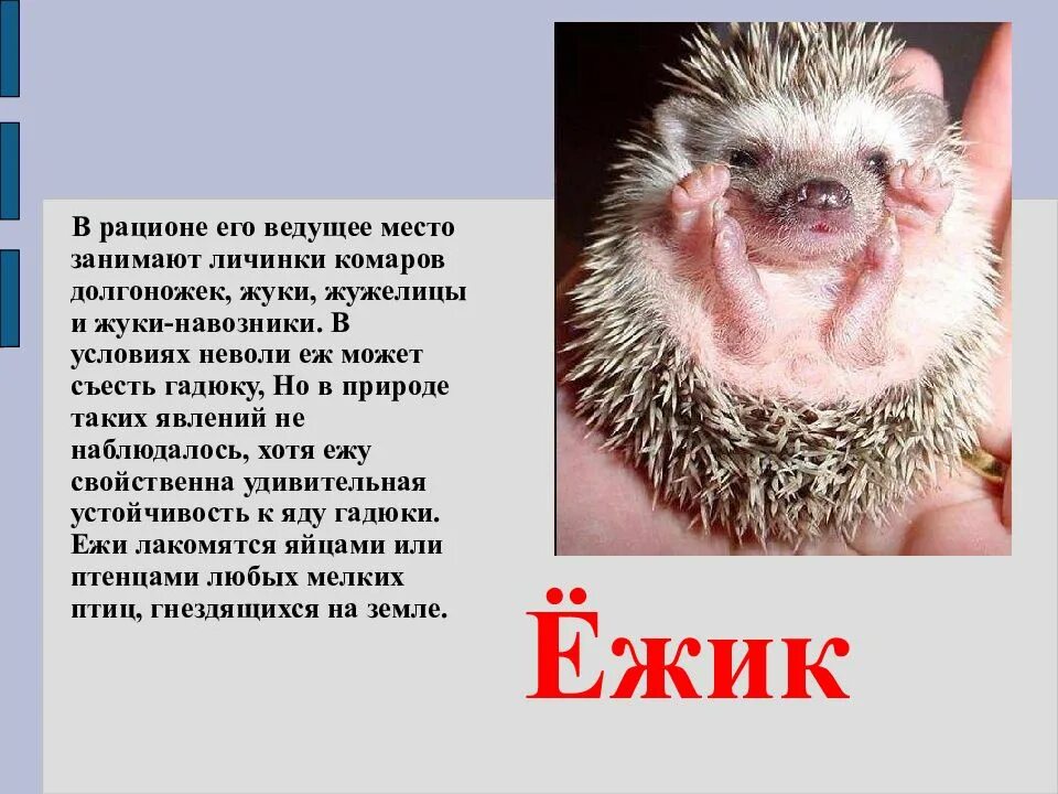 Еж впадает