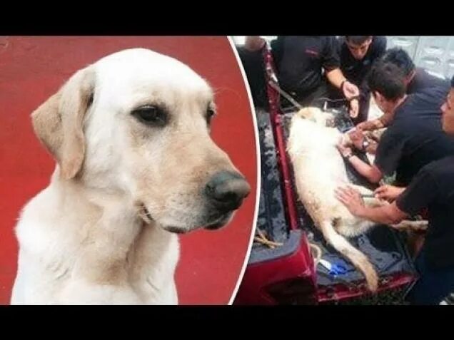 After the rescue
