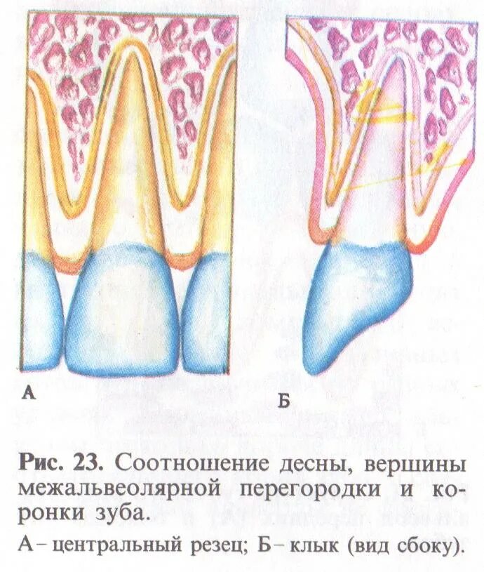 Строение десен нижней челюсти. Костная ткань межзубной перегородки. Строение пародонта и десны. Десна маргинальная альвеолярная свободная.