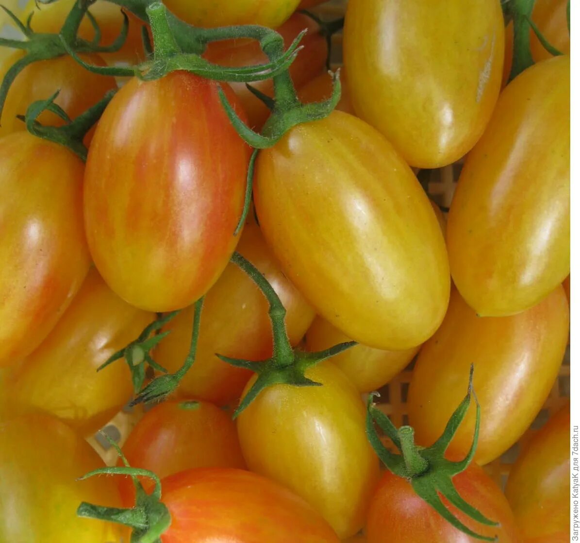 томат золотая рыбка. томат золото амишей 20шт аэлита. томат амиш голд. сорт помидор ля ля фа. ).