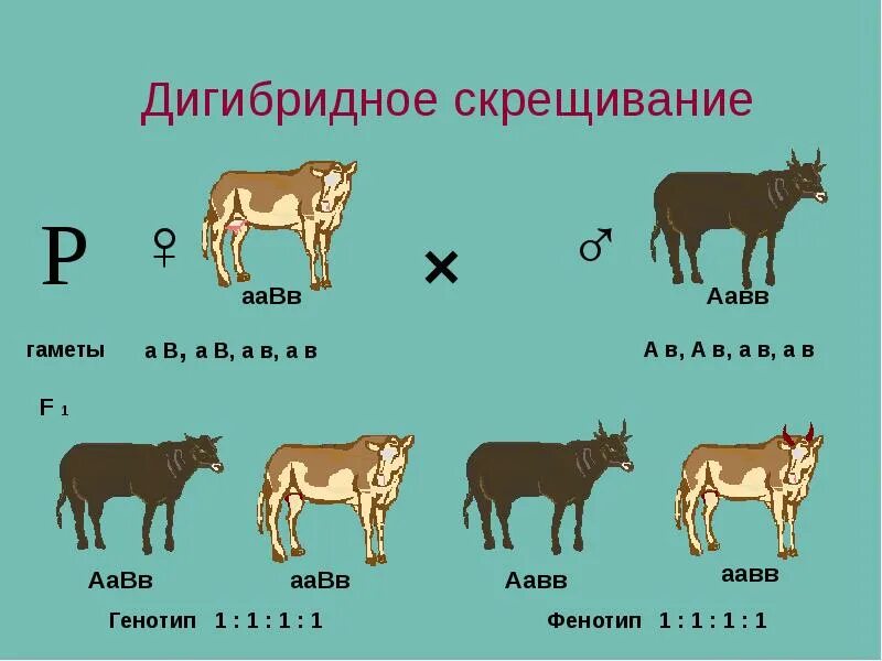 Генотип потомства аа аа аа аа
