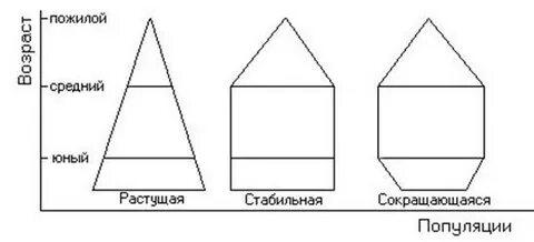 Стабильная популяция