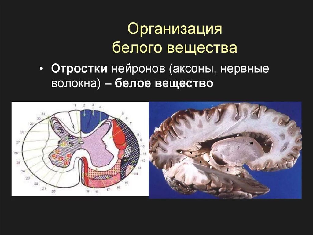 Аксоны белое вещество. Белое вещество ЦНС. Организация белого вещества. Функции серого и белого вещества ЦНС. Аксон образует серое вещество