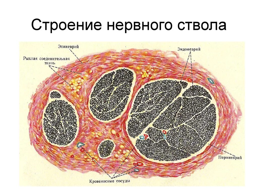 Строение нерва рисунок. Оболочки нерва эндоневрий периневрий эпиневрий. Строение нервного ствола анатомия. Нервный ствол гистология строение. Строение нервных стволов (нервов).