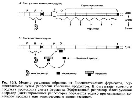 Репрессия ферментов