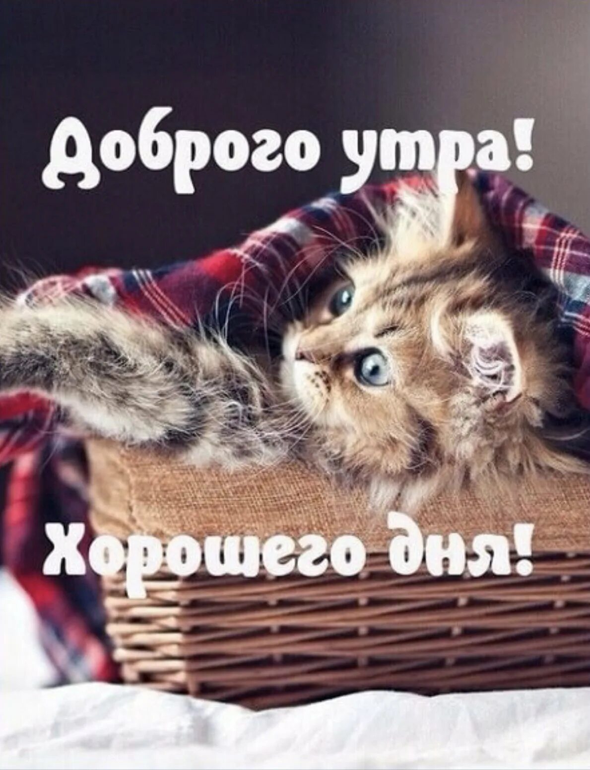 Доброе утро котятки. Доброе утро котя. Доброе утро с котами новые. Доброе утро котенок. Доброе утро котик.
