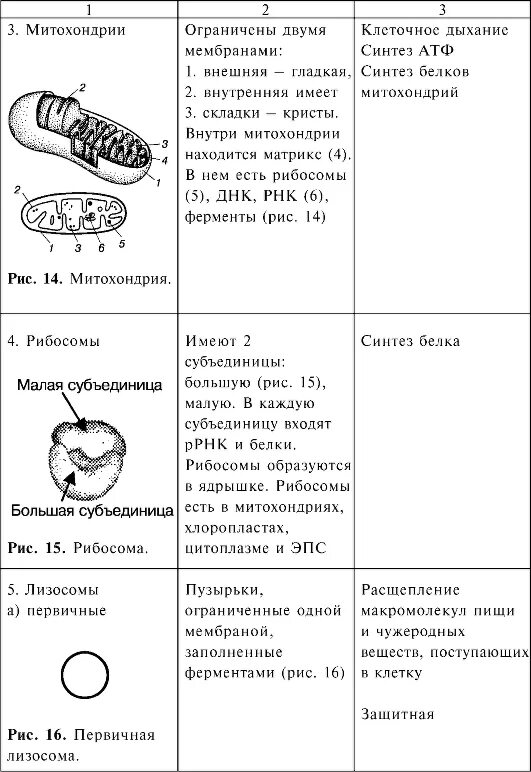 Строение клетки органоиды клетки особенности строения функции. Строение органоидов эукариотов таблица строение и функции. Строение клетки название органоида строение функции таблица. Строение клетки функции органоидов клетки таблица.