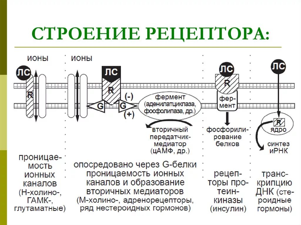 Строение Tool рецептора. Строение рецептора человека. Структура рецептора. Схема строения рецептора.