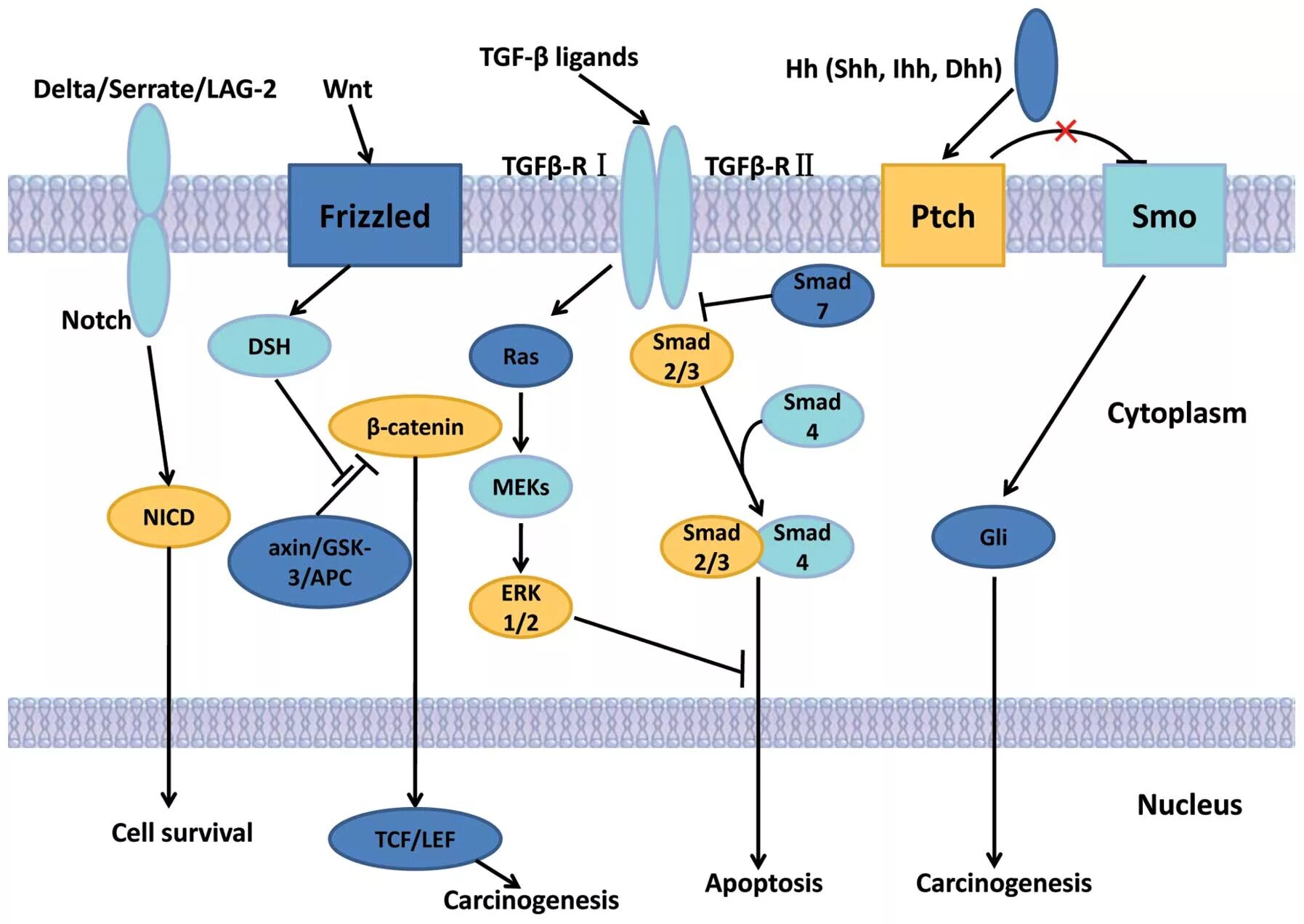 Core signaling. Wnt signaling. wnt pathway. wnt сигнальный путь. hedgehog сигнальный путь.