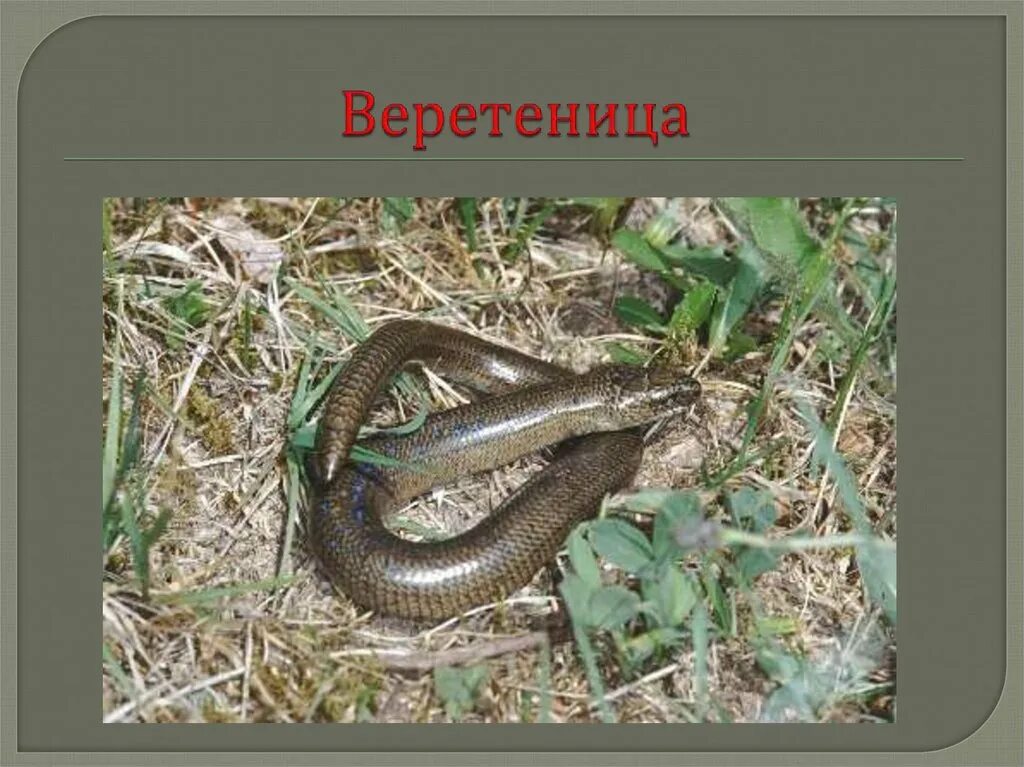 Веретеница змея. Ломкая веретеница. Веретеница ломкая ящерица. Обыкновенная гадюка медянка. Веретеница земноводная