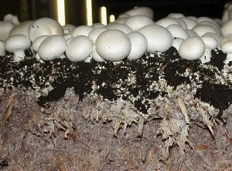 Субстрат для шампиньонов. Готовый субстрат для грибов. Субстрат для шампиньонов. Компостный мицелий шампиньонов. Компост для шампиньонов.