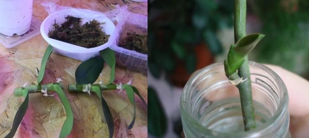 Размножение орхидеи цветоносом. Детка орхидеи на цветоносе. Черенкование орхидеи фаленопсис. Размножение орхидеи черенкованием. Орхидея фаленопсис размножение цветоносом.