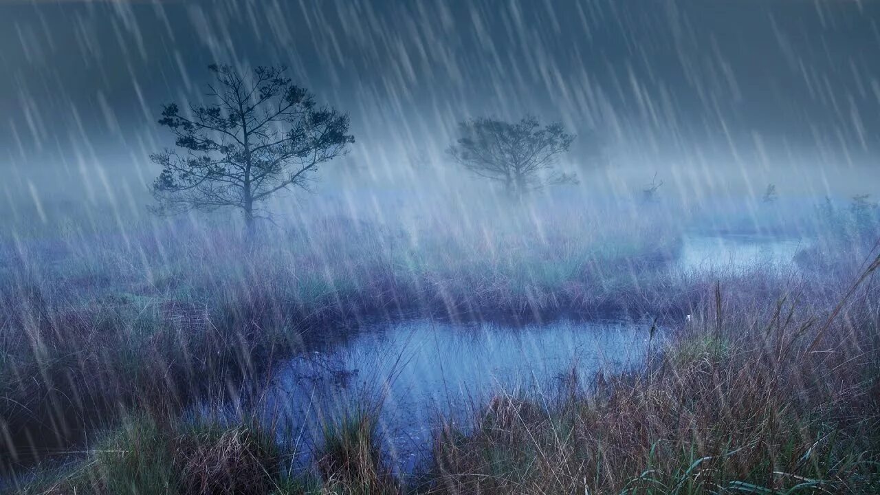 Дождь болотного. Ливень в лесу ночью. Дождь на реке. Дождь в лесу ночью. Болото дождь.