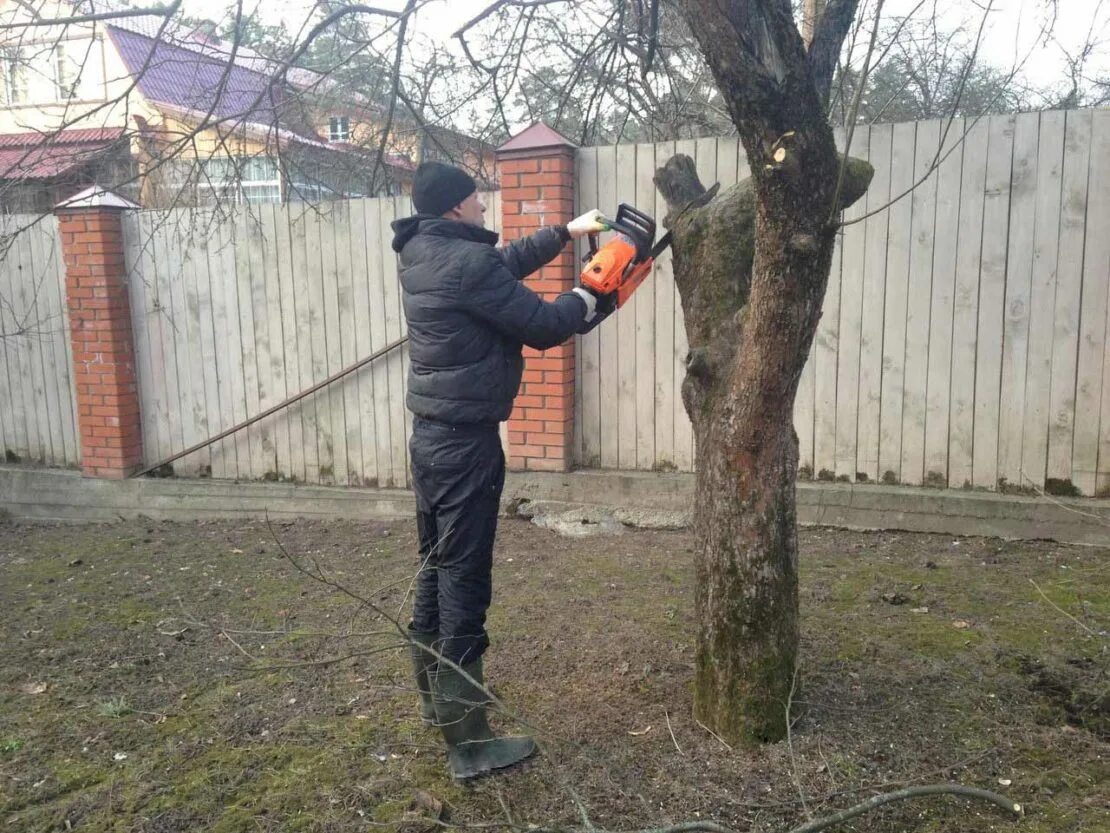 Как убрать старые деревья