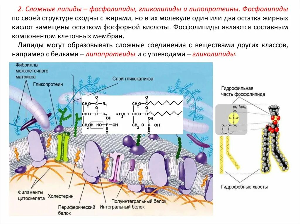 Сложные липиды фосфолипиды. Липиды классификация и функции. Схематическое строение липидов. Строение липидов фосфолипид. Липиды входят в состав клеток