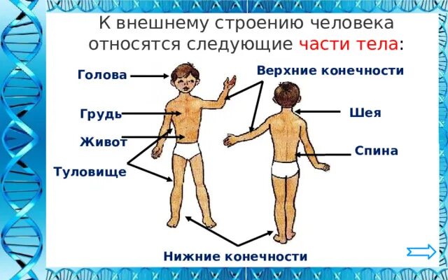 Внешнее строение человека 2. Внешнее строение тела человека. Строение тела человека 2 класс. Строение тела человека 2 класс окружающий мир. Тело человека окружающий мир 2 класс.