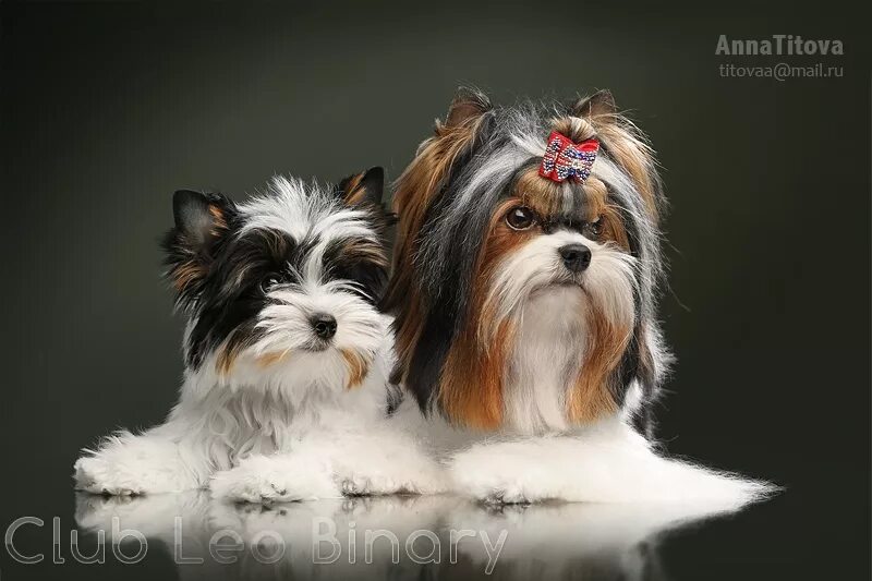 Биро и бивер отличия. Трехцветный терьер. Бибель йорк. Микро бивер. Бивер-йоркширский терьер.
