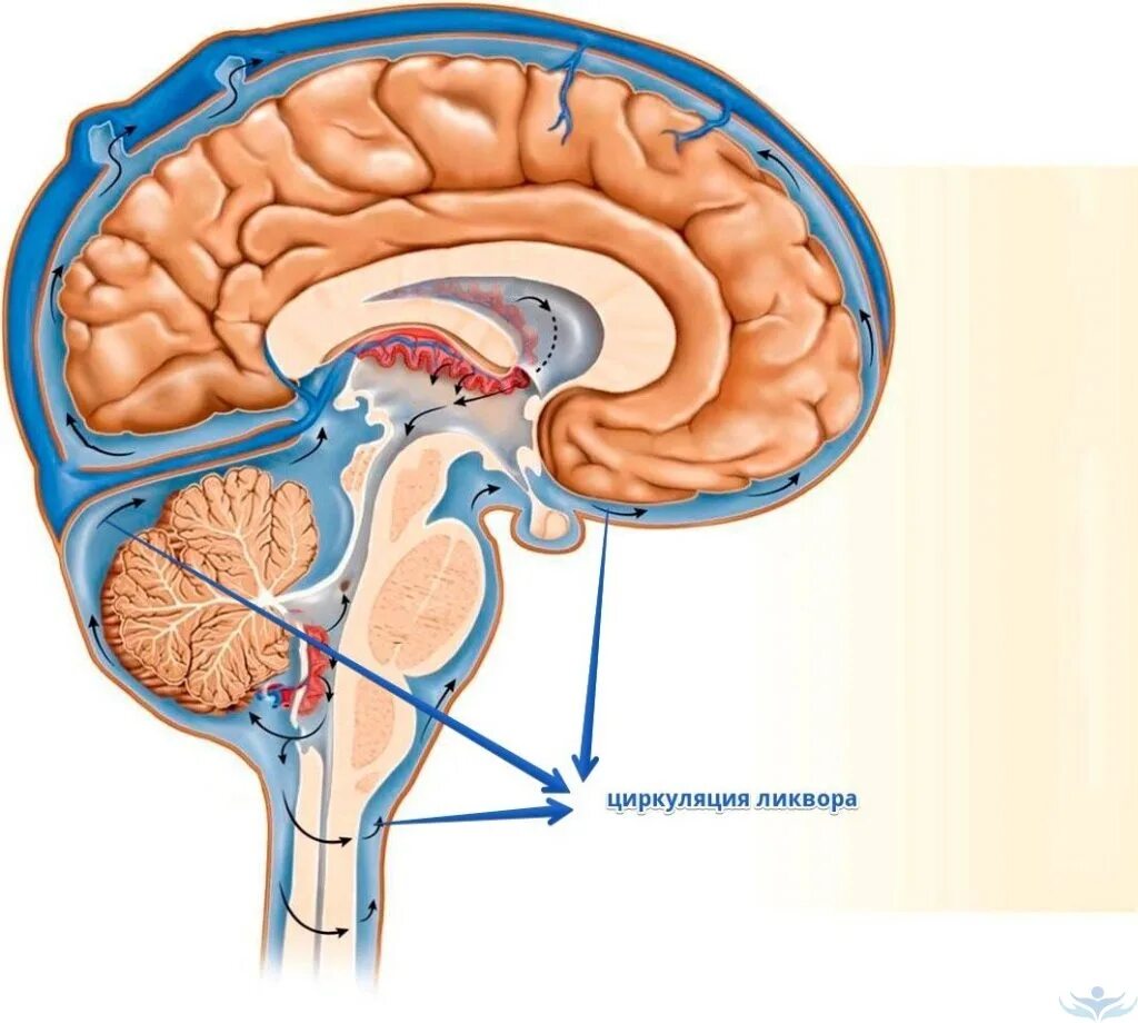 Желудочки головного мозга ликвор. Циркуляция спинномозговой жидкости в головном мозге. Строение головного мозга ликвор. Циркуляция ликвора в головном мозге.