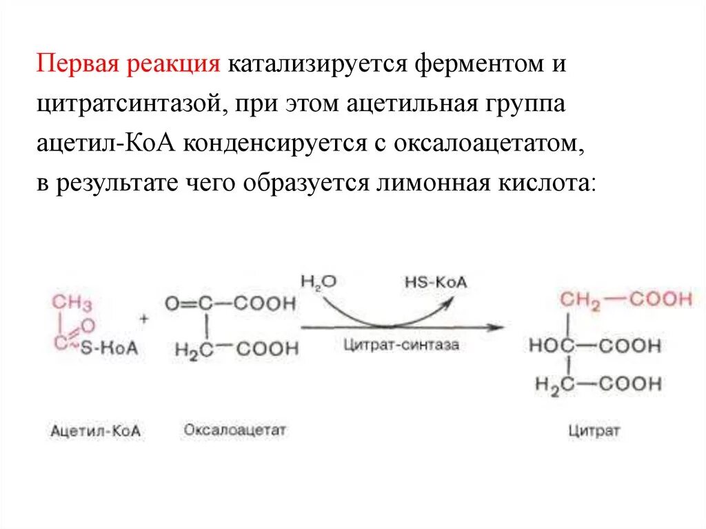 Оксалоацетат в цитрат реакция. Взаимодействия ацетил-s-КОА И оксалоацетата. Ацетил КОА В лимонную кислоту реакция. Оксалоацетат и ацетил КОА. Химическая реакция катализируемая ферментом