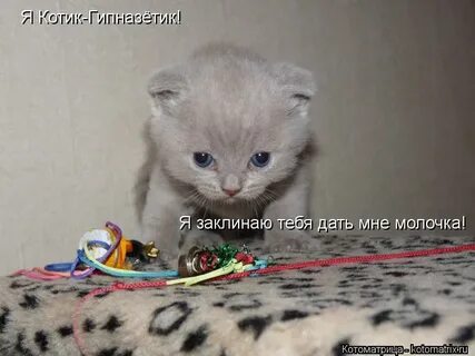 Я тебя заклинаю текст