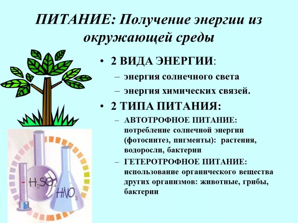 Питание 5 энергий. Источники энергии для растений. Виды энергии в биологии. Источники энергии для растений биология. Виды энергии в питании.