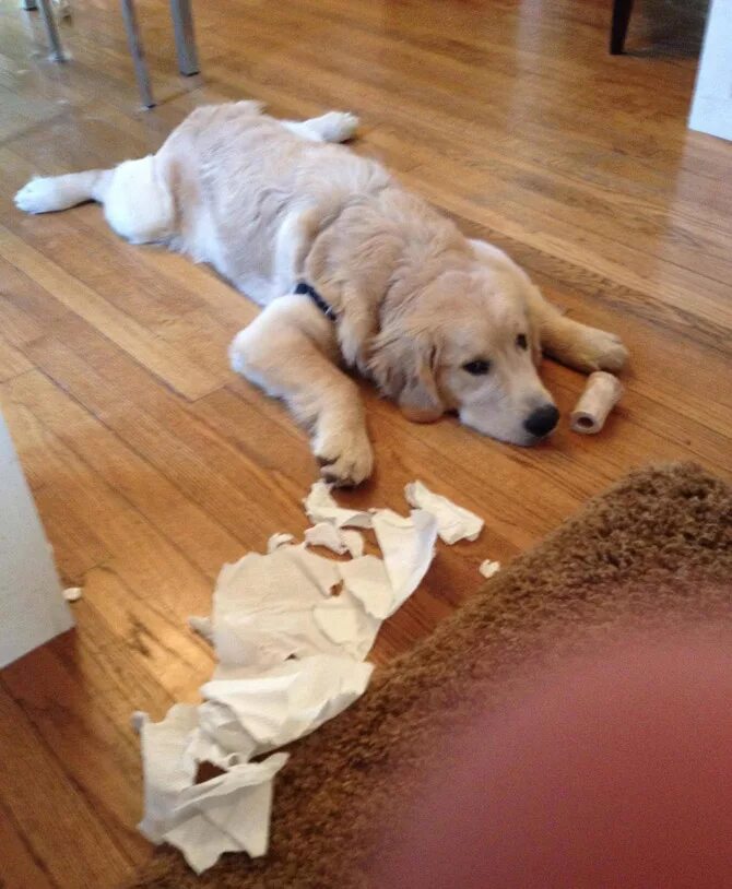 Собака беспорядок в квартире. Нашкодивший щенок. Собаки для квартиры. Собака нашкодила. Как оставить щенка одного дома.