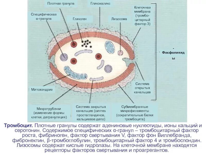 Гранулы тромбоцитов содержат. Плотный гранлы тромбоцтов. Плотные гранулы тромбоцитов. Альфа гранулы тромбоцитов содержат.