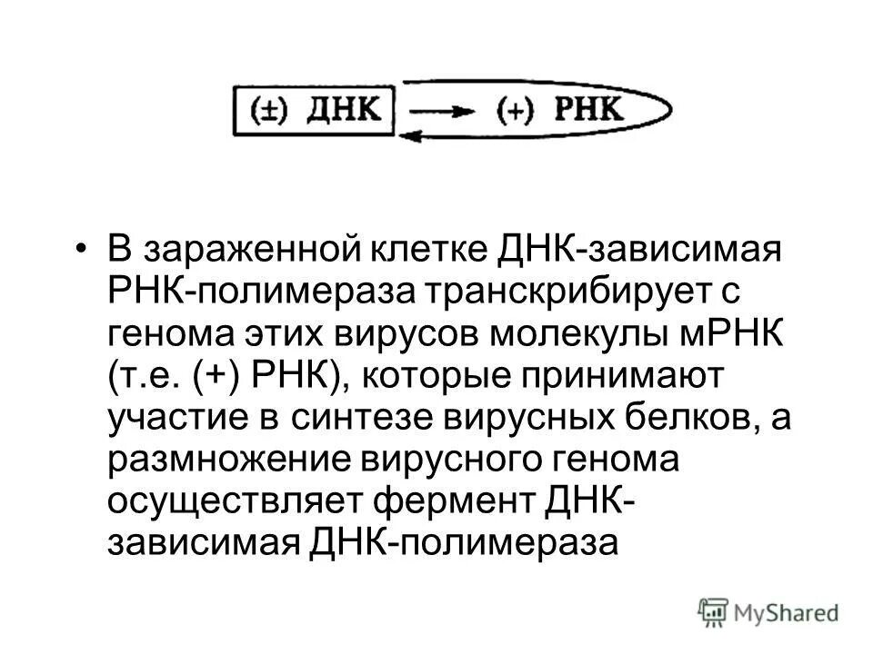 Рнк зависимая рнк полимераза. ДНК-зависимая РНК-полимераза. ДНК зависимые РНК полимеразы. Структура ДНК зависимой РНК полимеразы.